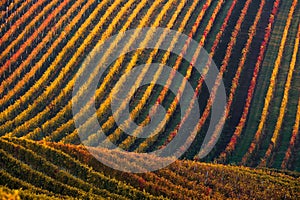 Rows Of Vineyard Grape Vines. Autumn Landscape With Colorful Vineyards. Grape Vineyards Of South Moravia In Czech Republic.