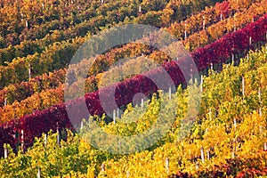 Rows of vineyard grape Vines. Autumn landscape with colorful vineyards. Grape vineyards of South Moravia in Czech Republic. Nice