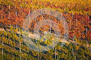 Rows of vineyard grape vines. Autumn landscape with colorful vineyards. Grape vineyards of South Moravia in Czech Republic. Nice t