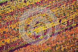 Rows of vineyard grape Vines. Autumn landscape with colorful vineyards. Grape vineyards of South Moravia in Czech Republic. Nice
