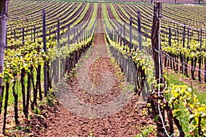 Rows of Vineyard Grape Vines. Spring landscape with green vineyards.