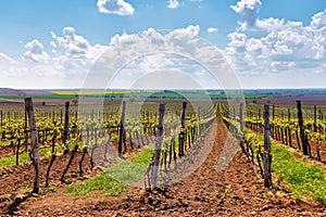 Rows of Vineyard Grape Vines. Spring landscape with green vineyards.