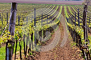 Rows of Vineyard Grape Vines. Spring landscape with green vineyards.