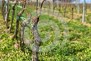 Rows of Vineyard Grape Vines. Spring landscape with vineya.