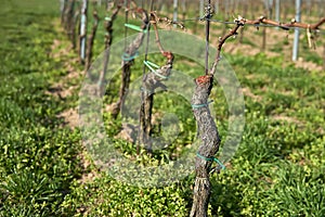 Rows of Vineyard Grape Vines. Spring landscape with vineya.