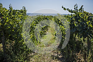 Rows of vineyard before harvesting