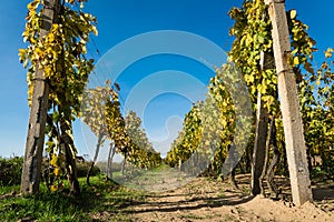 Rows of vineyard after harvesting