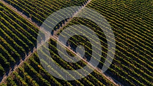 Rows of vineyard before harvesting