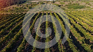 Rows of vineyard before harvesting