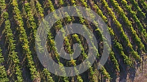 Rows of vineyard before harvesting