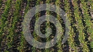 Rows of vineyard before harvesting