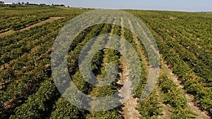 Rows of vineyard before harvesting