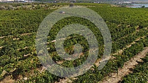 Rows of vineyard before harvesting