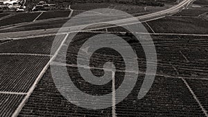 Rows of vineyard before harvesting