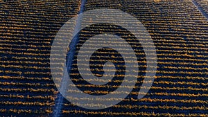 Rows of vineyard before harvesting