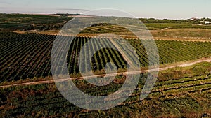 Rows of vineyard before harvesting