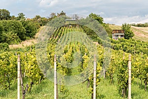 Rows of vineyard before harvesting in autumn