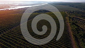 Danube river and rows of vineyard before harvesting