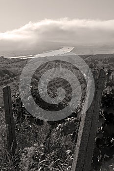 Danube river and rows of vineyard before harvesting