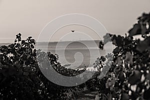 Danube river and rows of vineyard before harvesting