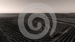 Danube river and rows of vineyard before harvesting