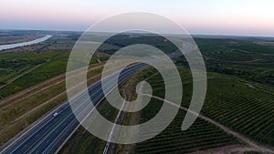 Rows of vineyard before harvesting