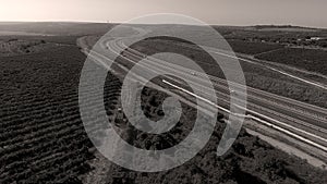 Rows of vineyard before harvesting