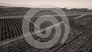 Rows of vineyard before harvesting