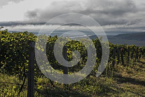 Danube river and rows of vineyard before harvesting