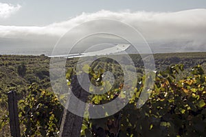 Danube river and rows of vineyard before harvesting