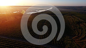 Rows of vineyard before harvesting, drone view