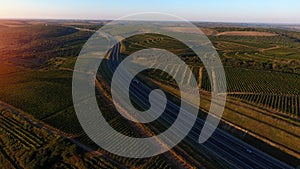 Rows of vineyard before harvesting, drone view