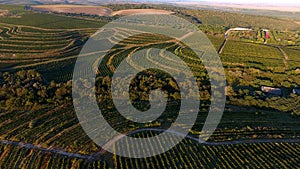 Rows of vineyard before harvesting, drone view