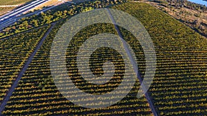 Rows of vineyard before harvesting, drone view