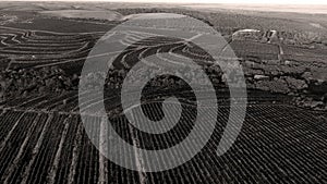 Rows of vineyard before harvesting, drone view