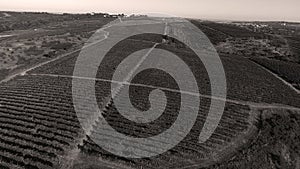 Rows of vineyard before harvesting, drone view