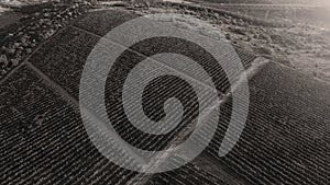 Rows of vineyard before harvesting, drone view