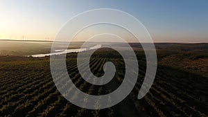 Rows of vineyard before harvesting, drone view