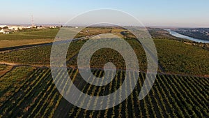 Rows of vineyard before harvesting, drone view