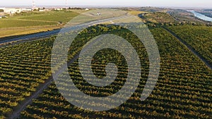 Rows of vineyard before harvesting, drone view