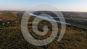 Rows of vineyard before harvesting, drone view