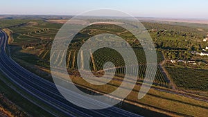 Rows of vineyard before harvesting, drone view