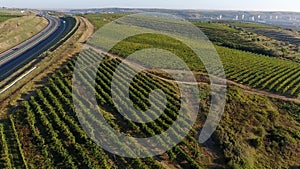 Rows of vineyard before harvesting, drone view