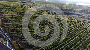 Rows of vineyard before harvesting, drone view