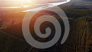 Rows of vineyard before harvesting, drone view