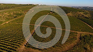 Rows of vineyard before harvesting, drone view