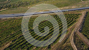 Rows of vineyard before harvesting, drone view