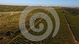 Rows of vineyard before harvesting, drone view