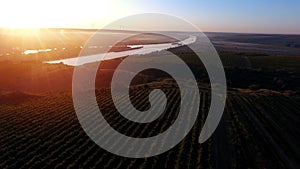 Rows of vineyard before harvesting, drone view