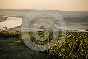 Rows of vineyard before harvesting, drone view